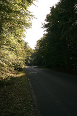 Road in the forest