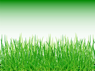 Obraz premium Herbes vertes