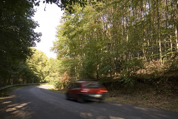 Road in the forest