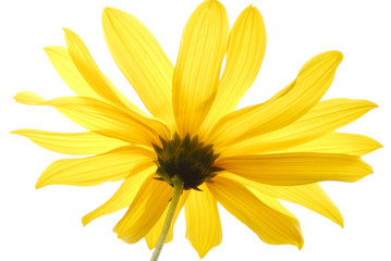 Obraz premium yellow flower