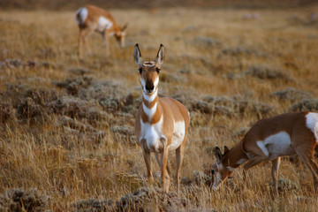 Naklejka na ściany i meble Pronghorn Antelope Wypas