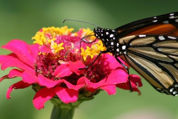 A monarch butterfly on a flower