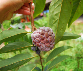 tree fruit in the gardens