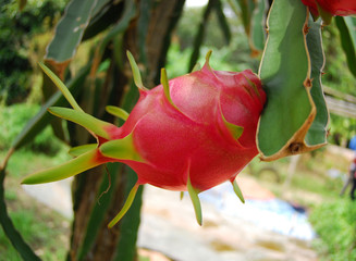 red dragon fruit in the gardens