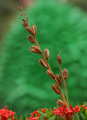 dry sesame in the gardens