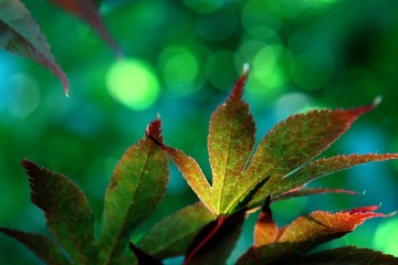 Fototapeta premium maple leaves