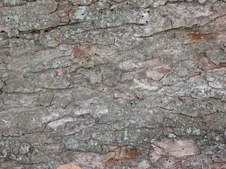 Old oak bark background