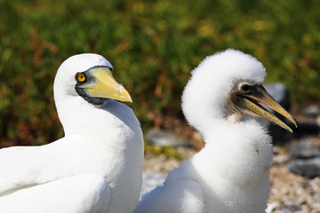 white booby