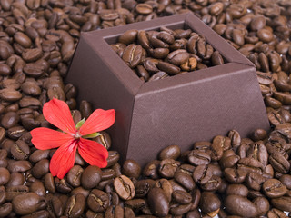 coffee beans