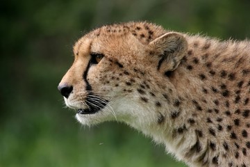 Portrait of a beautiful cheetah from Africa