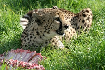 Cheetah feeding on its prey