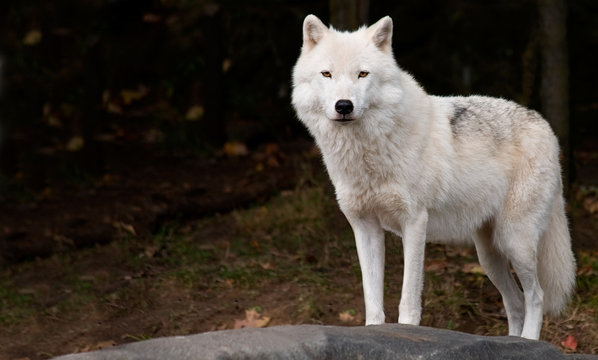 Fototapeta Arctic Wolf Looking at the Camera