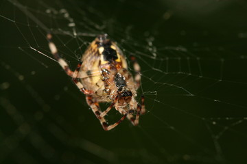 spider