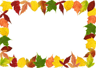 frame made of autumn leaves