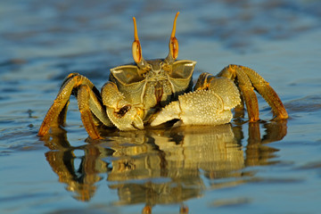 Ghost crab (Ocypode spp.)