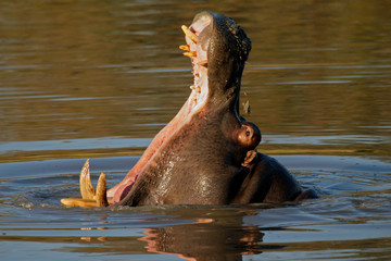 Hippopotamus (Hippopotamus amphibius) yawning