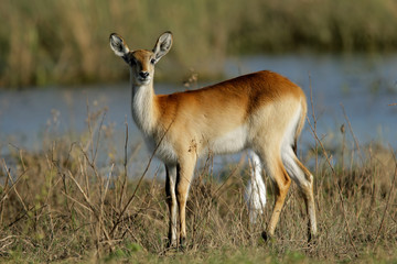 Red lechwe antelope (Kobus leche), Chobe NP 