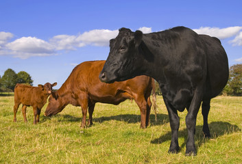 Fototapeta na wymiar Grupa Rodzina krów z nieletniego w polu