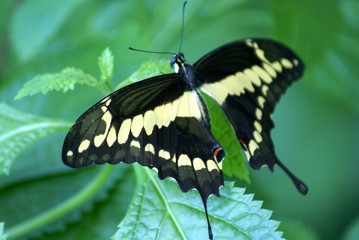 Tropical Butterfly- Thoas Swallowtail