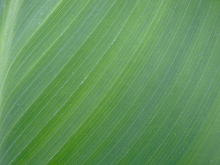 Green leaf