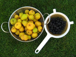 Autumn Fruits Harvest