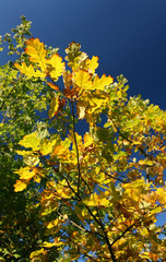 Yellow oak-tree foliage and blue sky - autumn motive