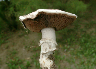mushroom