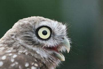 ritratto di civetta