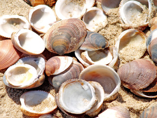 shells and sand