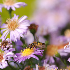 abeille