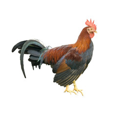 Brown rooster isolated