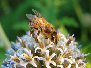 Bee on flower