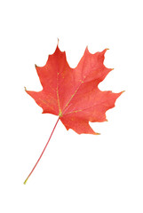 Red maple leaf isolated on white. Symbol of Canada.