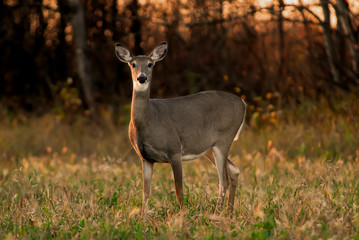 White Tail Deer Autumn