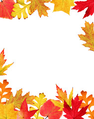 Fall leaves border