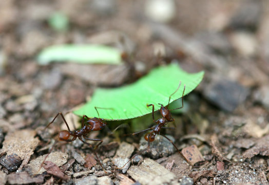 Leafcutter Ants