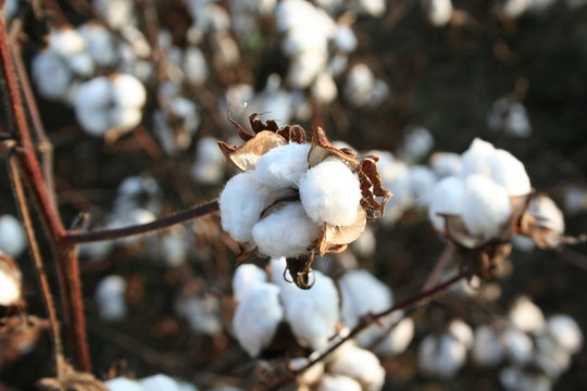 Cotton in Blossom before harvest