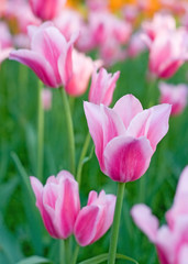 Fototapeta na wymiar Pink Tulips in the Park