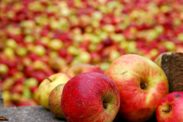Äpfel, nichts als Äpfel