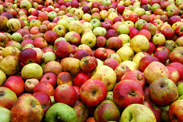 Äpfel, nichts als Äpfel