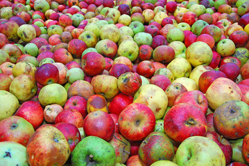 Äpfel, nichts als Äpfel