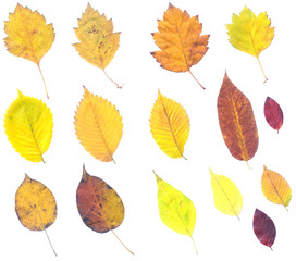 Full-size composite of autumn leaves.