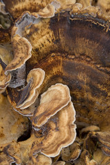 Fungi1