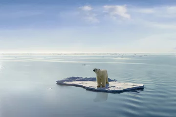 Stickers pour porte Ours polaire Le réchauffement climatique