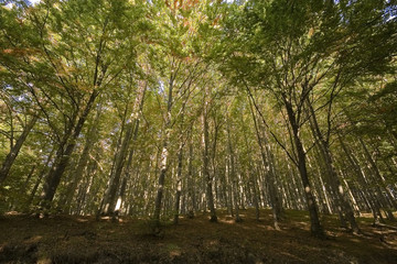 Road in the forest