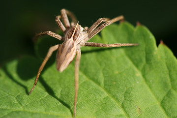 Close-up of spider Pisaura mirabilis