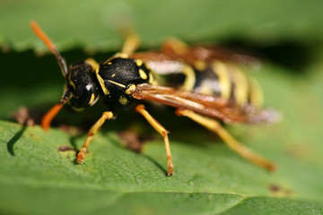 Close-up of wasp Vespa vulgaris