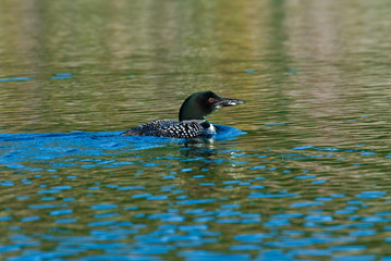 Loon