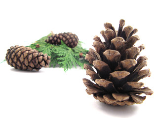 Fototapeta premium pine