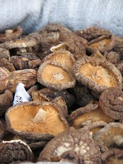 Fototapeta premium Dried mushrooms